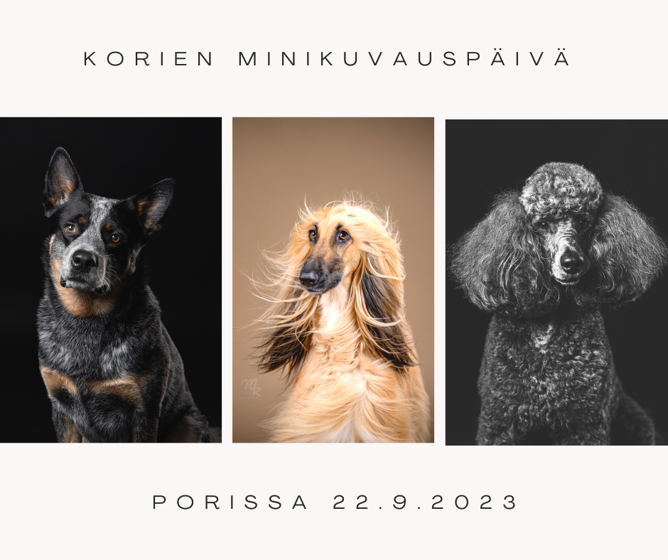 Koirakuvauspäivä Porissa